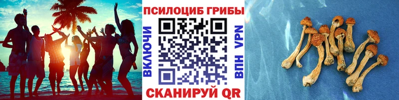 Галлюциногенные грибы Psilocybine cubensis  Краснообск 